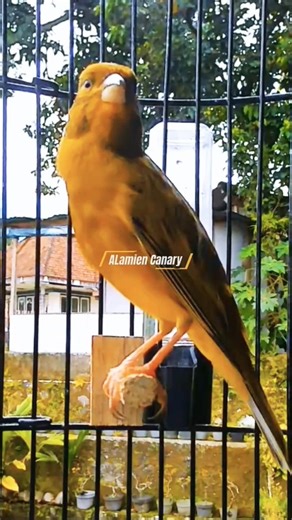 Relaxing Canary Bird Song For Stress Relief l Natural Bird Sounds #birdsinging #naturesounds
