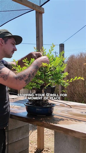 Stoping your scroll for a moment of peace