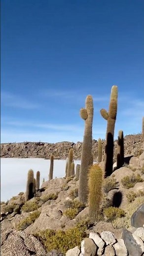Isla Incahuasi (Ostrov kaktusů / Cactus Island) #Incahuasi #SalarDeUyuni #Bolivia #Altiplano