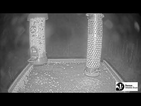 LIVE Birdfeeder camera in Devon - Birds and woodland wildlife