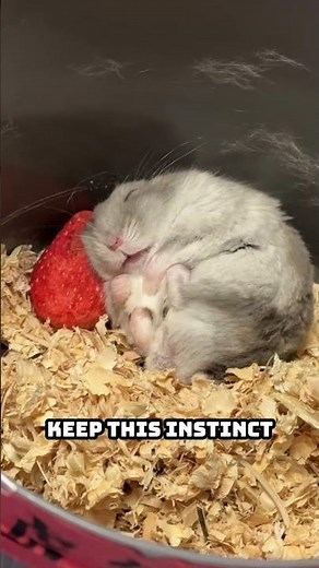 Why Hamsters Sleep Curled Up in a Tiny Ball — The Real Reason Explained