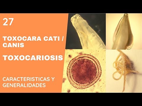 Toxocara a parasite in dogs and cats