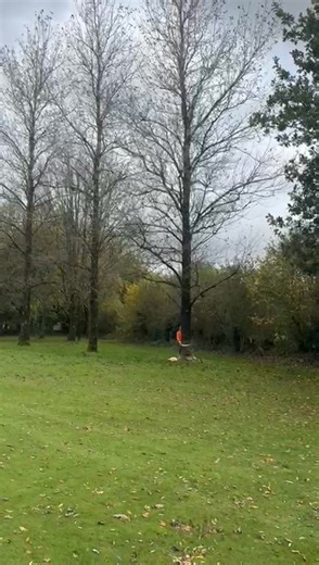 Tree cutting and clearance | Fairway Services