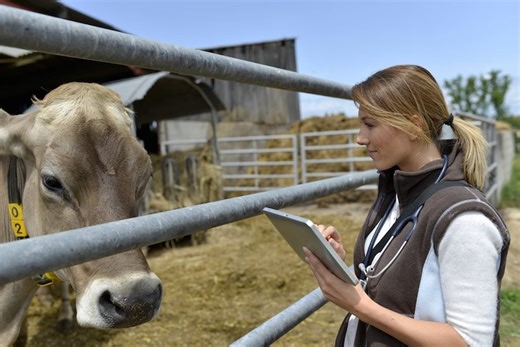 Top Scholarships for Veterinary School Students - NerdWallet
