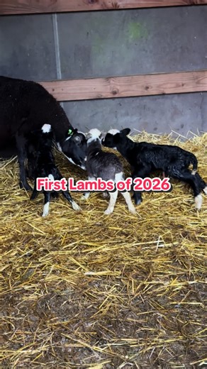 First lambs of the season. #canineeducation #katahdinsheep #sheepfarm #sheepfarmer #sheep