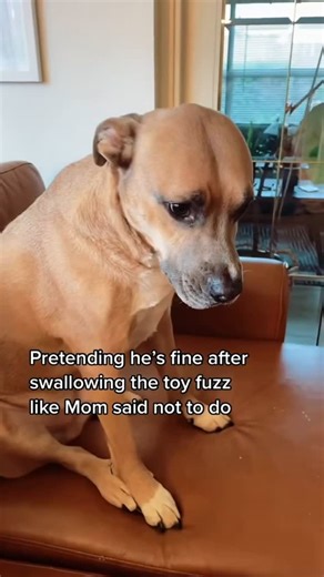 Collyn on Instagram: "& he hasn’t been left alone with a stuffed toy since"