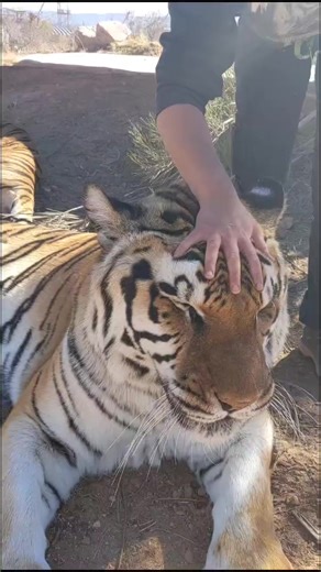 301K views · 10K reactions | how to put a tiger in a trance #slowmoo #tiger #zion #bigcat #relax #animals #reels | brittneyandzion | Facebook