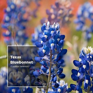 5.9K views · 95 reactions | Native landscaping of any size provide...