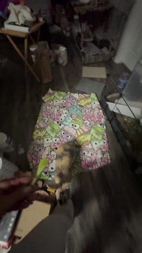 He usually goes back in to eat but sometimes he will stop there to eat goofy rabbit