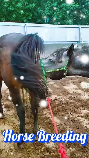 The Beauty of Horses: Feeding and Care Insights