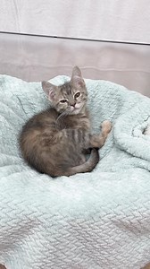 Good morning ☕️ It’s adoption day 🎉 looks like buttercream is sleeping in 🤣 . #xmasfood_kitties | Foster Kitten Tails