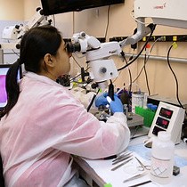 Video: Multi-layer Cortical Ca2  Imaging in Freely Moving Mice with Prism Probes and Miniaturized Fluorescence Microscopy