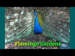 Exploring Flamingo Gardens Davie Florida