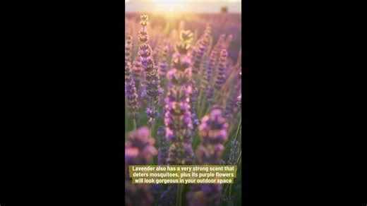 These 4 Plants That Will Help Keep Bugs And Mosquitoes Away.