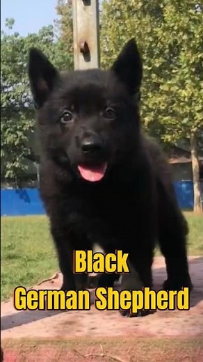 This is how a Black German Shepherd grows up!