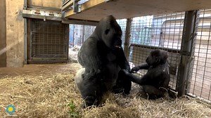 ❤️🦍 Silverback western lowland gorillas like Baraka are fantastic guardians and protectors of their troop. Every now and then, though, Baraka is the recipient of a sneak attack—from none other than his 4-year-old son, Moke! Occasionally, he indulges Moke and joins in the fun. During a recent play bout, they both brought some signature moves, from Baraka's "spin-and-pin" to Moke's "toe tickle!" In a father-son wrestling match, everybody wins. . . . 🔊👂 Turn up the volume and listen for low, bre