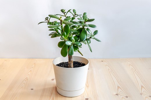 Why Your Jade Plant Is Dropping Leaves—and the Fixes That Actually Work