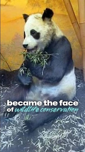 The Panda Who Inspired the World: The Story of Chi Chi and the WWF Logo