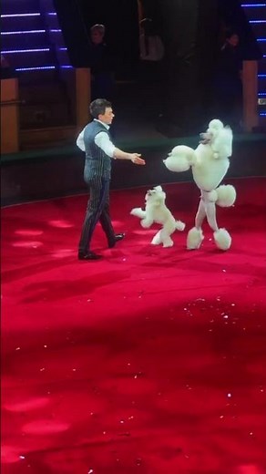 Poodles Do It AGAIN! 🐩🎈 New Tricks & More Cuteness! #shorts