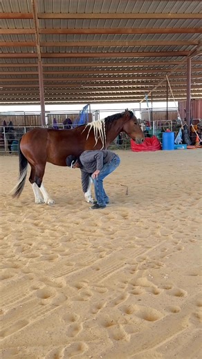 10K views · 295 reactions | Check out this SIOUX-perstar!  Practicing the in hand pattern for the show…but with a special twist!! 鸞 | Moore Horsemanship | Facebook