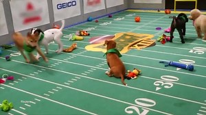 20K views · 570 reactions | It's all about adoption! | Animal Planet | Facebook