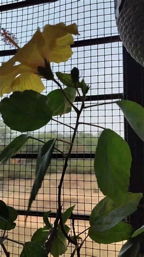 Yellow Hibiscus in Pot 😍🌼 | Garden Beauty at Home