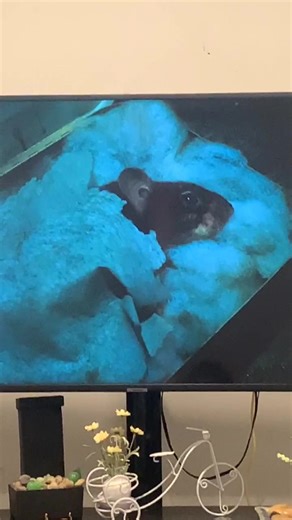 Remembering the 90s Classic: Mouse Hunt