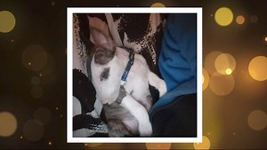 61K views · 1.1K reactions |  | Bull Terrier, Adora-Bull Rescue and Rehabilitation | Facebook