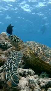 Guess who's got the ultimate spa treatment in the Cook Islands? 🏝️ 🐢 Our fabulous turtles, of course! But here's the twist: they have their own personal beauty consultants, the clever 🐠surgeon fish! These stylish fish remove algae and parasites from the turtles' shells, giving them a refreshing makeover and a clean slate for their aquatic adventures! Talk about a "shell-ebrity" treatment! 🧖‍♂️ 🐠 So, next time you spot a turtle getting primped and pampered by these tiny fish fashionistas, re