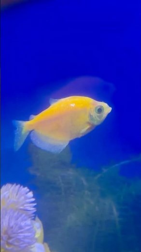 Tiny Baby Fish Swimming Cute Moments 🐟✨