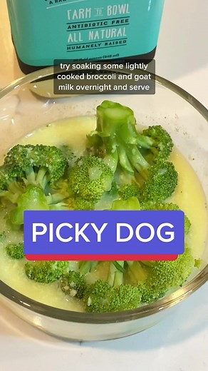 Replacing 10% of your dog’s bowl of kibble with pet safe FRESH foods can have lasting benefits 🥣 Soaking overnight adds probiotics & even better, flavor 🤌 Give it a try and tell me how it goes 🐶❤️🥦 #feedfresh #dogfood #dogtreat #diydogtreats #healthytreats #petfood #puppyfood #dogsupplements