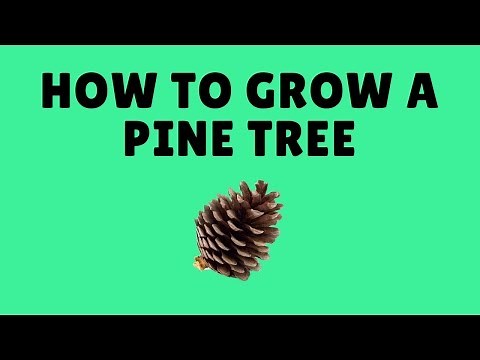 How to Grow Pine Trees and Spruce Trees From Seed