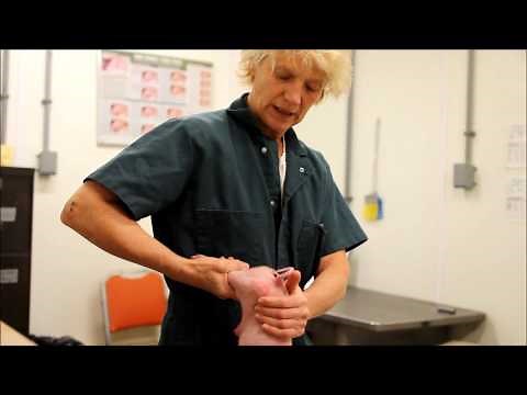 Handling and Giving Injections to Small Pigs