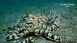 7.2K views · 1K reactions | Among the different Octopuses to see here at Dauin, the mimic Octopus is for me one of the most incredible, by its color changes, its elegance and its ability to imitate other animals . This octopus is amazing.... #nationalgeographic #discover #octopus #Philippines #ocean #scuba #sealife #octonation #Weefine #diving #dauin #science | OceanVizion | Facebook