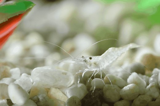 Cherry Shrimp and Ghost Shrimp: Can They Live Together? – Pet Fish Online