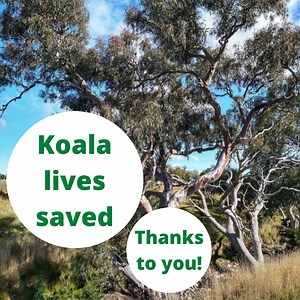 66 reactions | Koala Clancy on Reels | Facebook