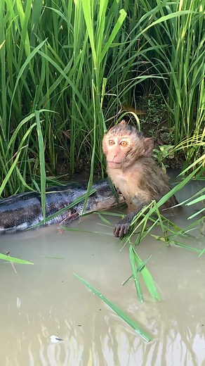 seeking help #SaveWildlife #HelpNow | Qie's Pets