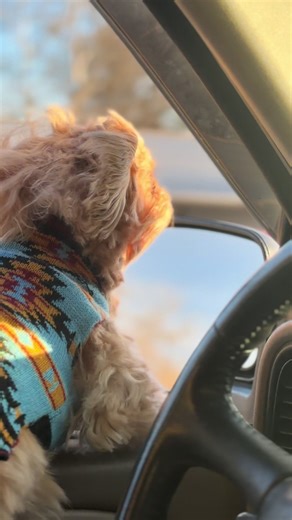 #petsoftiktok #funnyvideos #berryville #