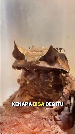 Kenapa Katak Menutup Mata Saat Menelan Mangsa? Ini Jawabannya! #shorts #katak #faktaunik