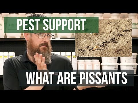 What is a Pissant? | Pest Support