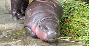 Hà mã con ngáp dài, cố cắn người ở Thái Lan khiến cộng đồng mạng thích thú