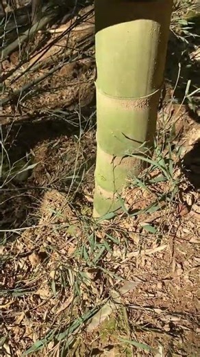 Master the Art of Bamboo Cutting: A Beginner's Guide