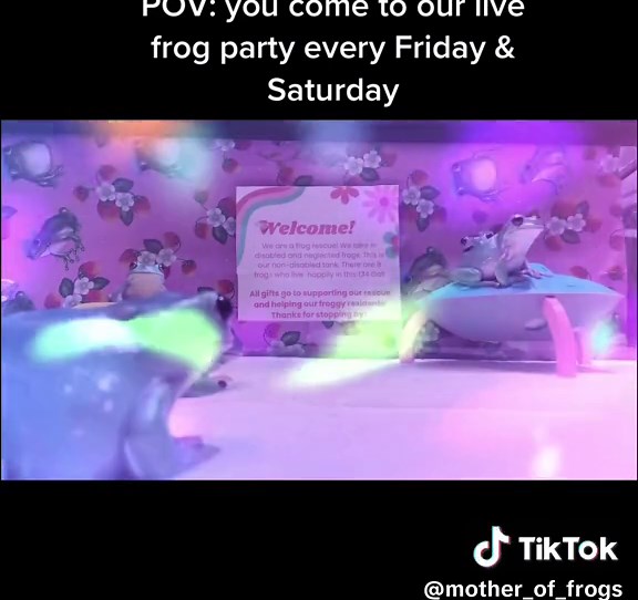 Join us tonight for another frog party! Starting at 9pm EST 🐸🪩🥳