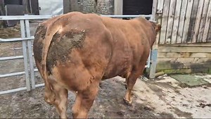 Gisburn Auction Mart on Reels