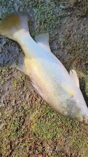 Cast Net Fishing In River At The Countryside #fishing #fish #catch