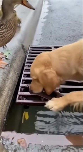 Dog Saves Ducklings From Drain!