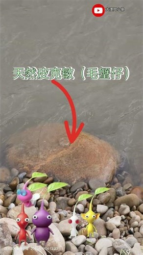 當紅Pikmin，你收集了哪些？？親子散步時光，河邊有野生皮克敏 #釣魚狂人