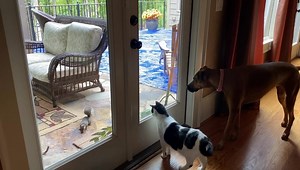 Cat and dog entertainment. | Heather Tesch