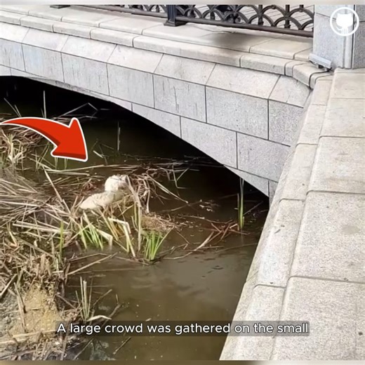 The man tried to save a drowning dog, and then something unbelievable happened #animals #animalrescue #dog #dogrescue | Animal Rescuers United