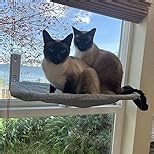 2PC Cat Window Perch, Foldable Cat Window Hammock Sunbathing and Climbing Cats Hammock for Window Bed Bearing 40 Pounds Window Perch for Cats Inside (Light Gray,2 Pack)